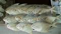 ممنوعیت صید ماهی حلوا سفید  در آب‌های استان خوزستان و بوشهر